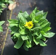 Zinnia Zahara® Yellow Improved