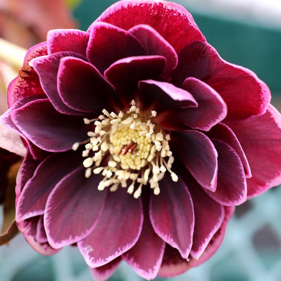 Helleborus North Star™ Plum