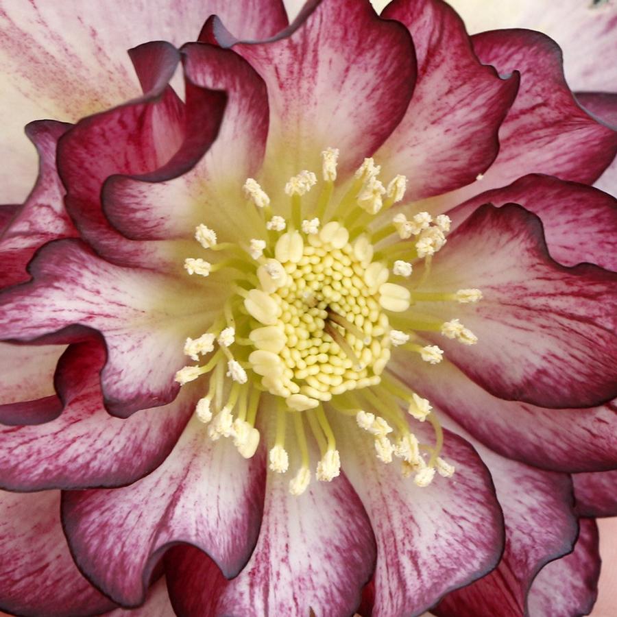 Helleborus North Star™ Garnet Frills