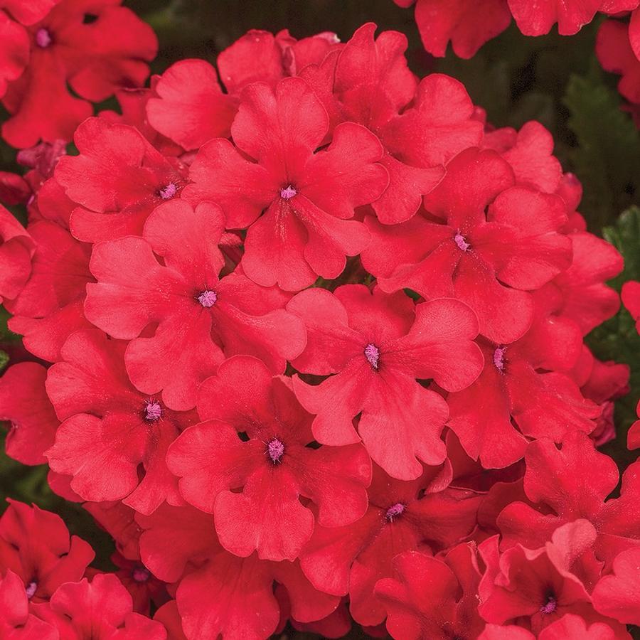 Verbena hybrid Superbena® Red