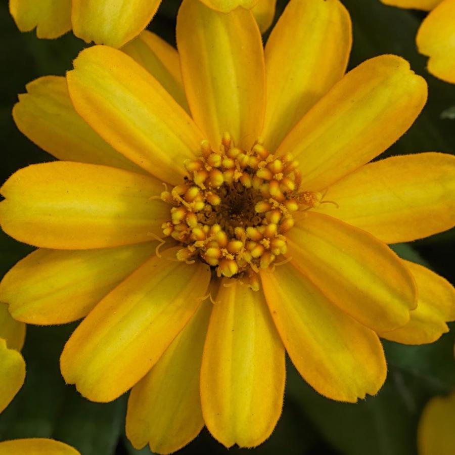 Zinnia Profusion Yellow