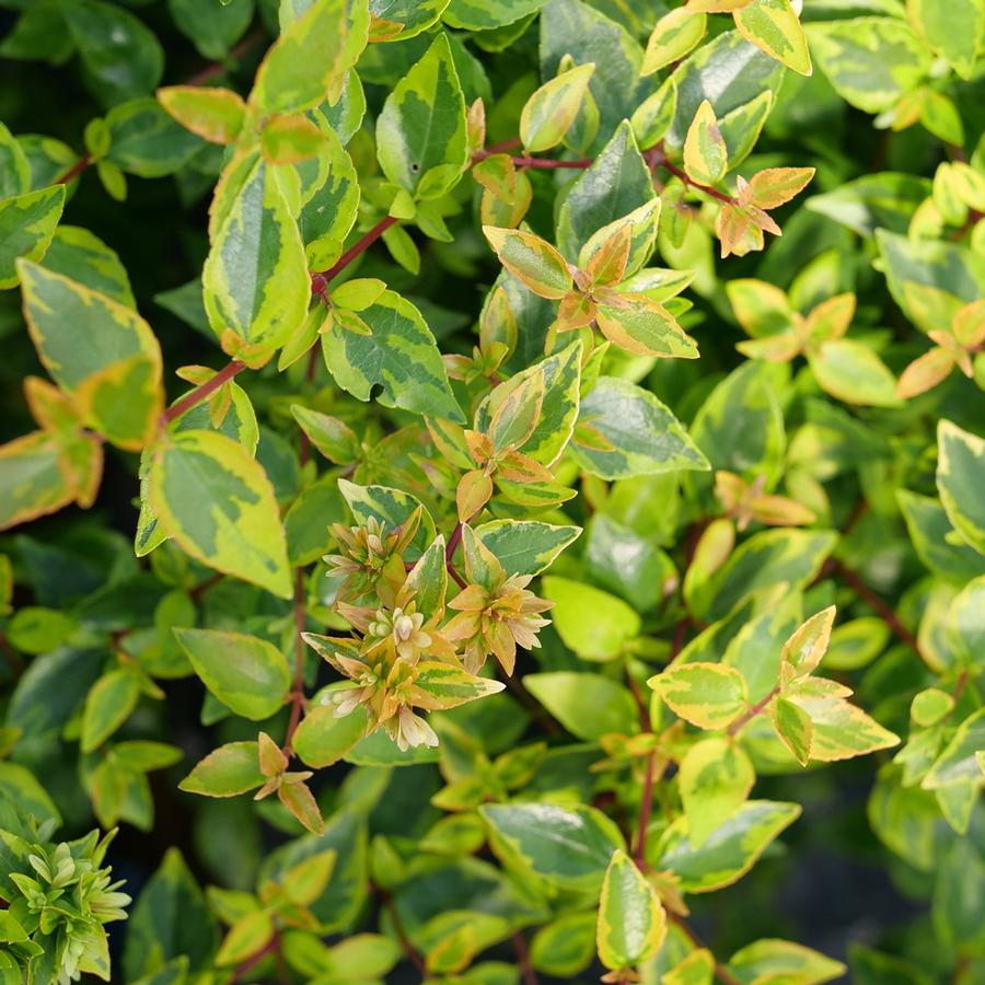 Abelia x grandiflora Brilliantina®