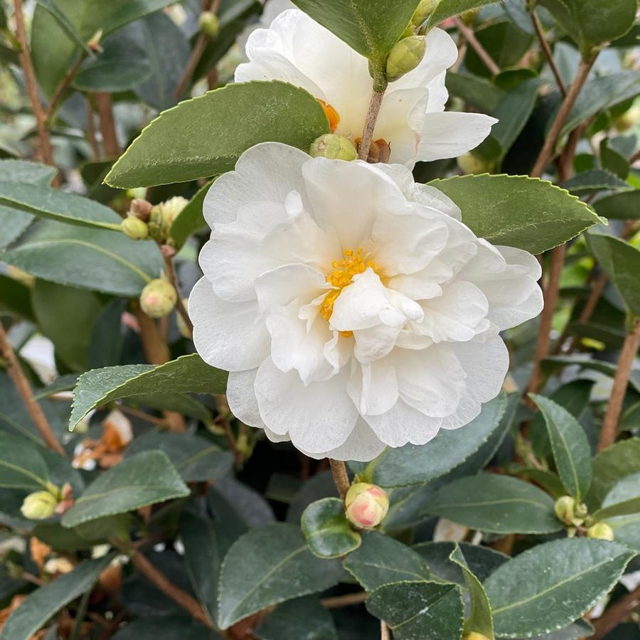 Camellia Just Chill™ Double White