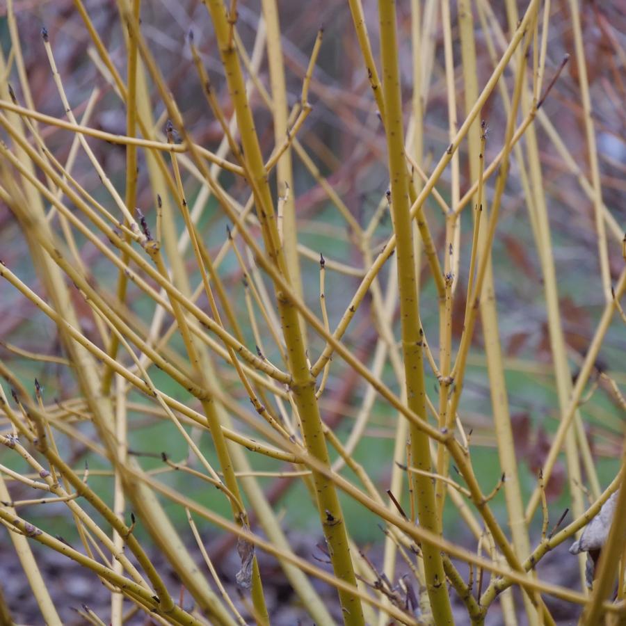 Cornus stolonifera Arctic Fire® Yellow