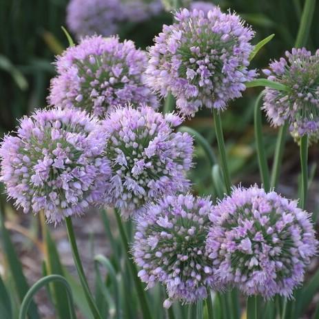 Allium Bubble Bath