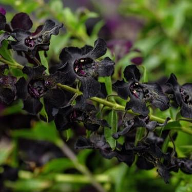 Angelonia angustifolia AngelFlare™ Black