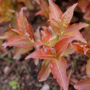 Diervilla splendens Kodiak® Red 2.0