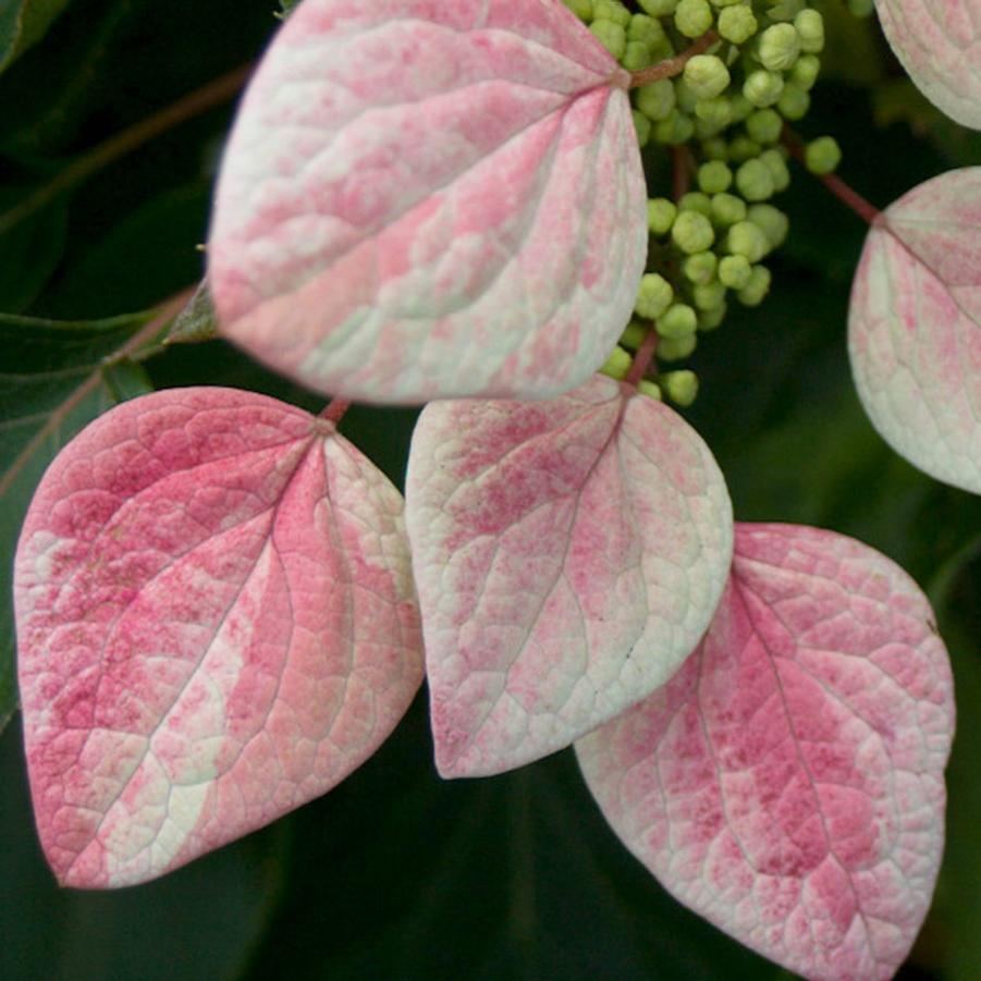 Hydrangea hydrangeoides Rose Sensation™