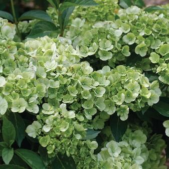 Hydrangea Fairytrail® Green