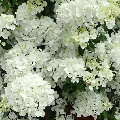 Hydrangea Fairytrail® White