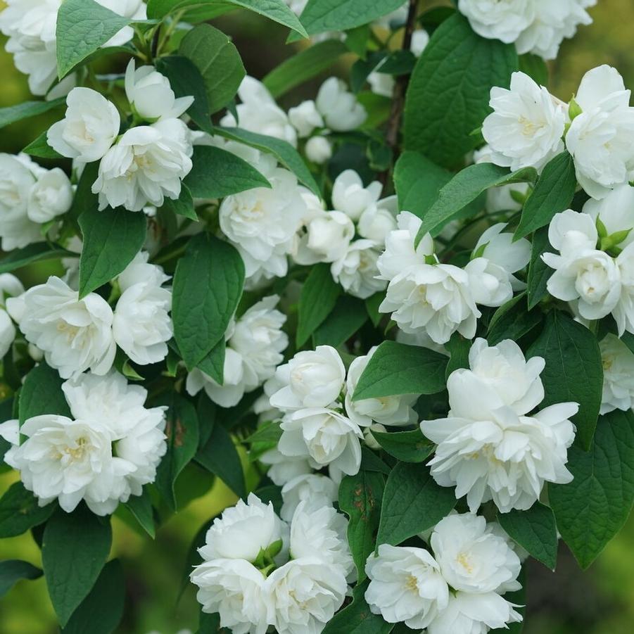 Philadelphus coronarius Illuminati Spice®