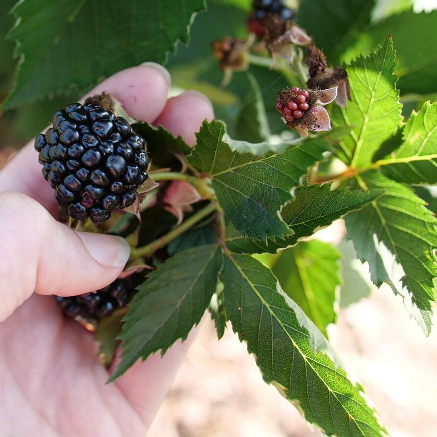 Rubus Taste of Heaven™