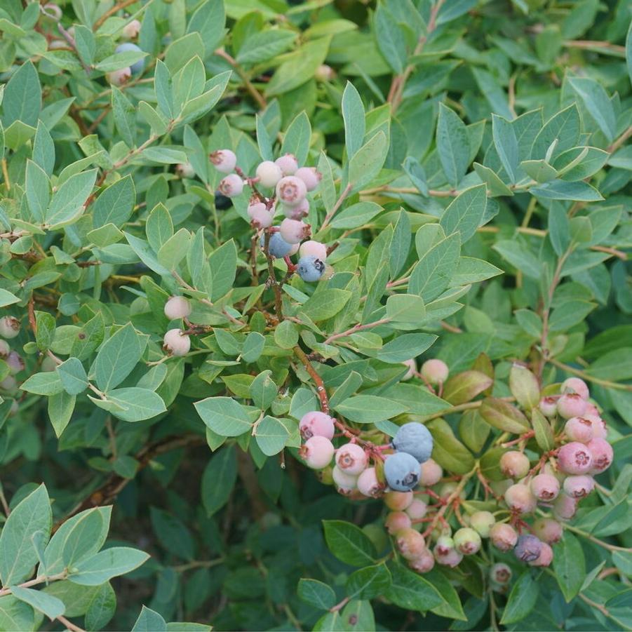 Vaccinium corymbosum Splendid!™ Blue