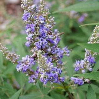 Vitex agnus-castus Chastetree Rock Steady®