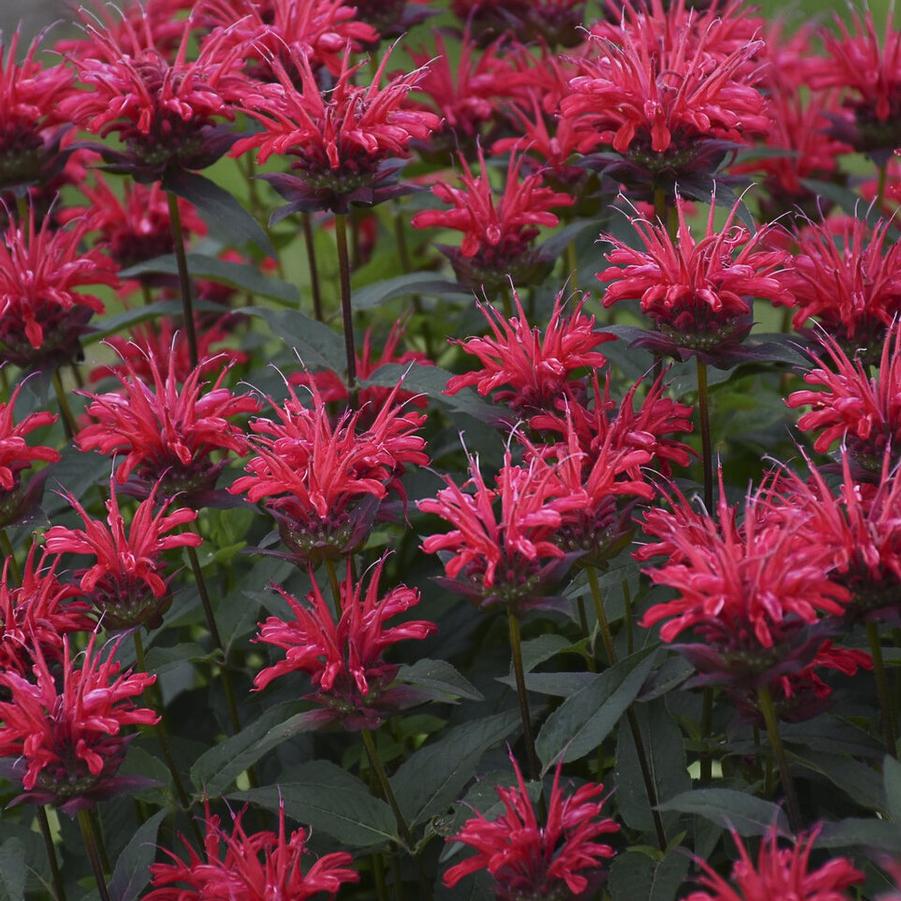 Monarda Upscale® 'Red Velvet'