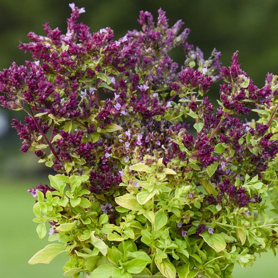 Origanum 'Drops of Jupiter'