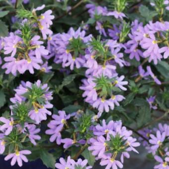 Scaevola aemula Stardiva® Blue