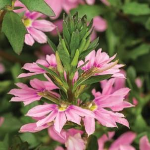 Scaevola aemula Stardiva® Pink