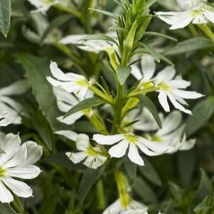 Scaevola aemula Stardiva® White