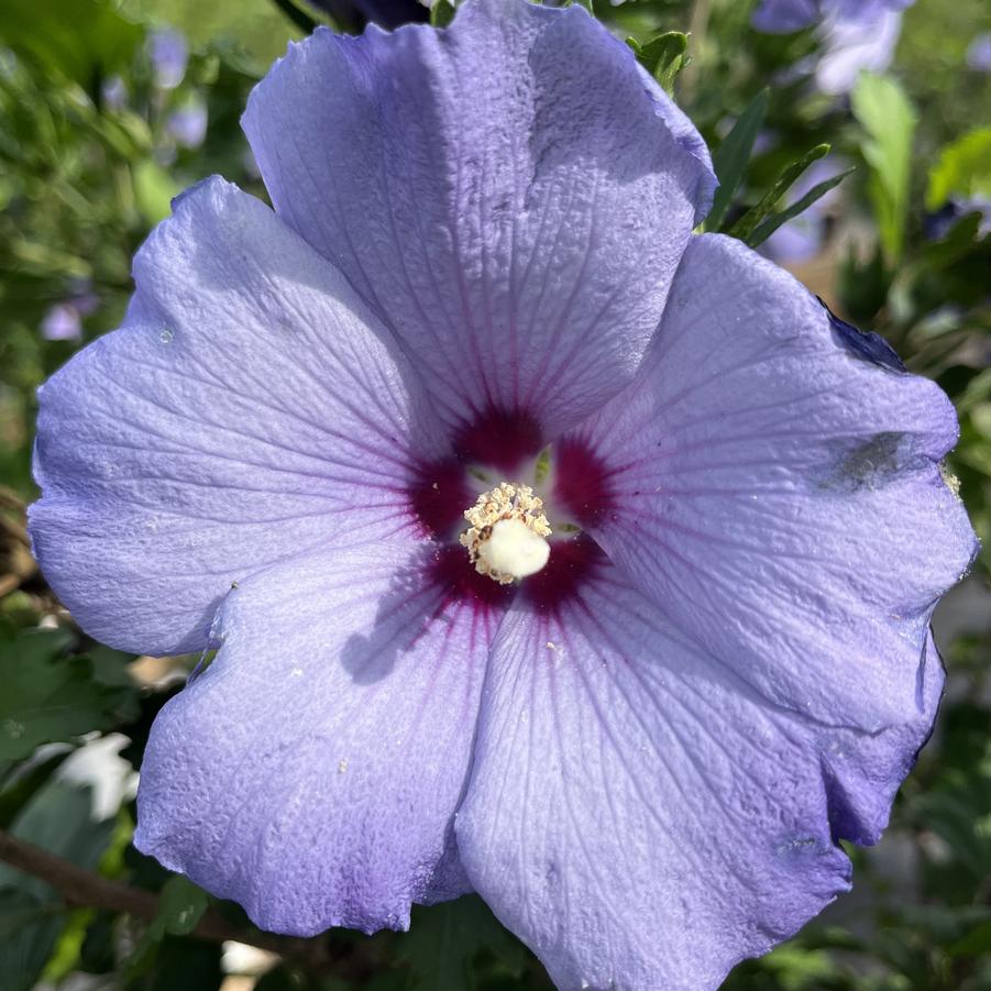 Hibiscus syriacus Azurri Blue Satin®