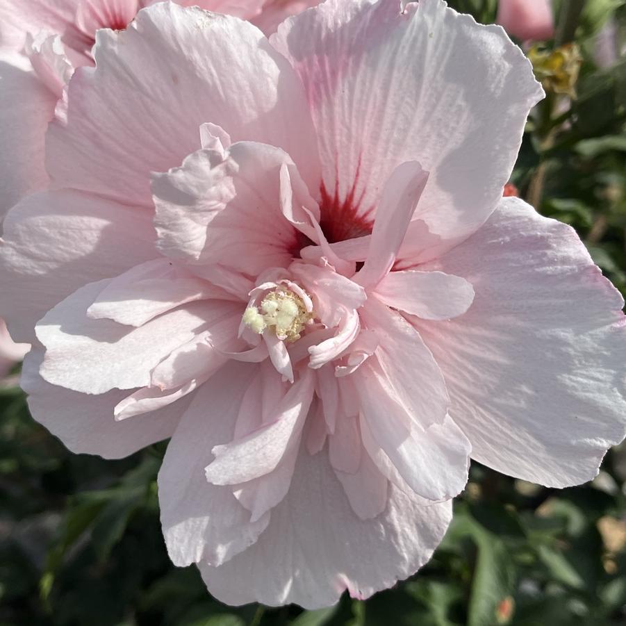 Hibiscus syriacus Pink Chiffon®- Tree Form