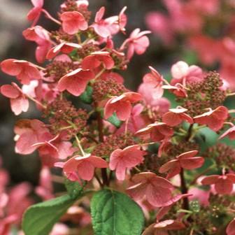 Hydrangea paniculata Quick Fire® Tree Form