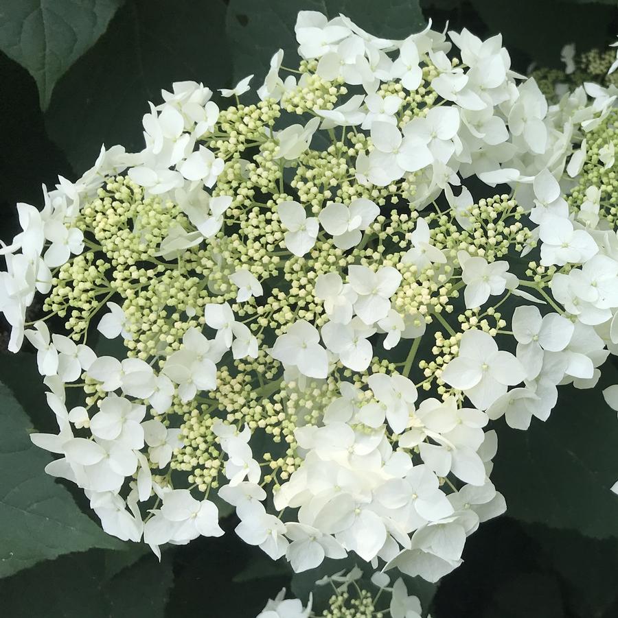 Hydrangea arborescens 'Haas Halo'