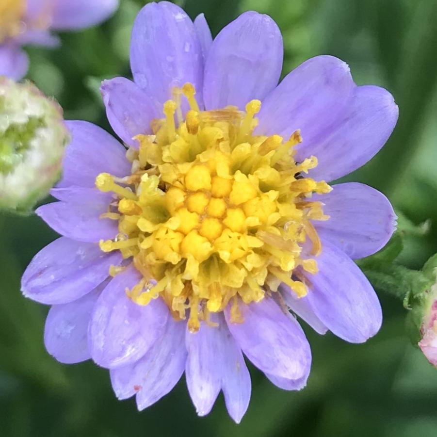 Aster divaricatus 'Eastern Star'