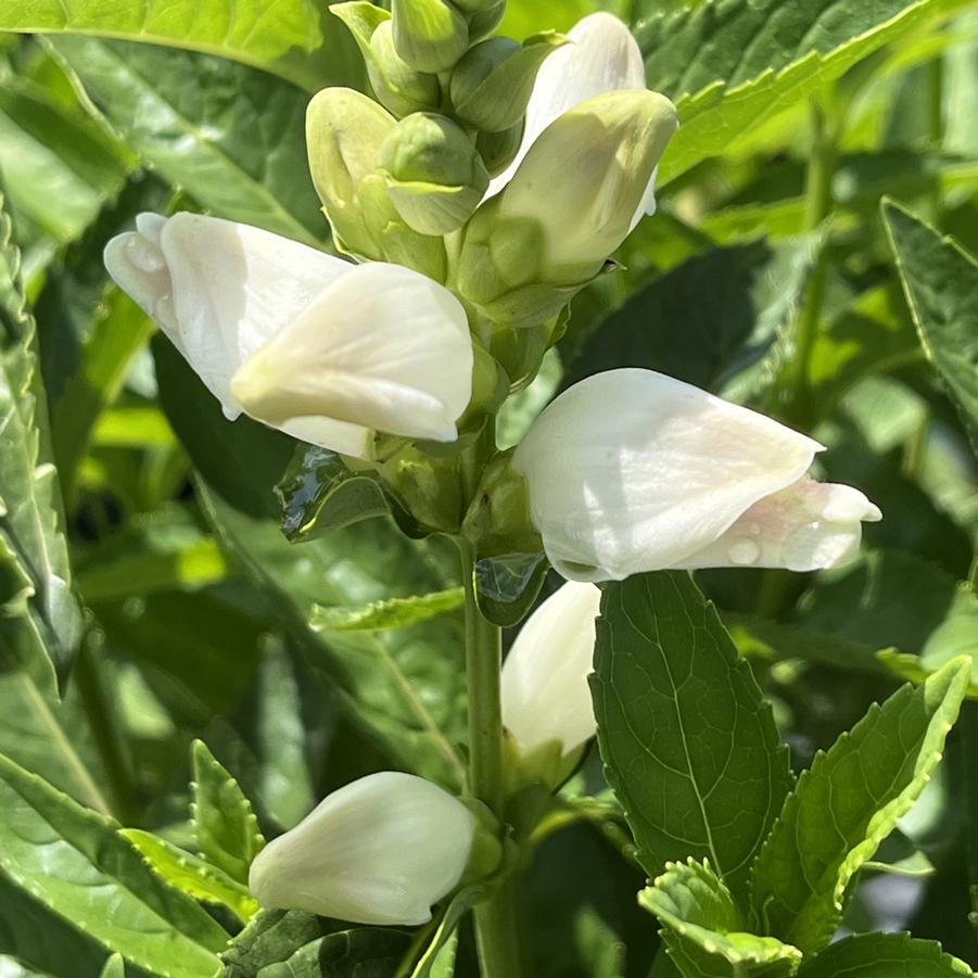 Chelone glabra 