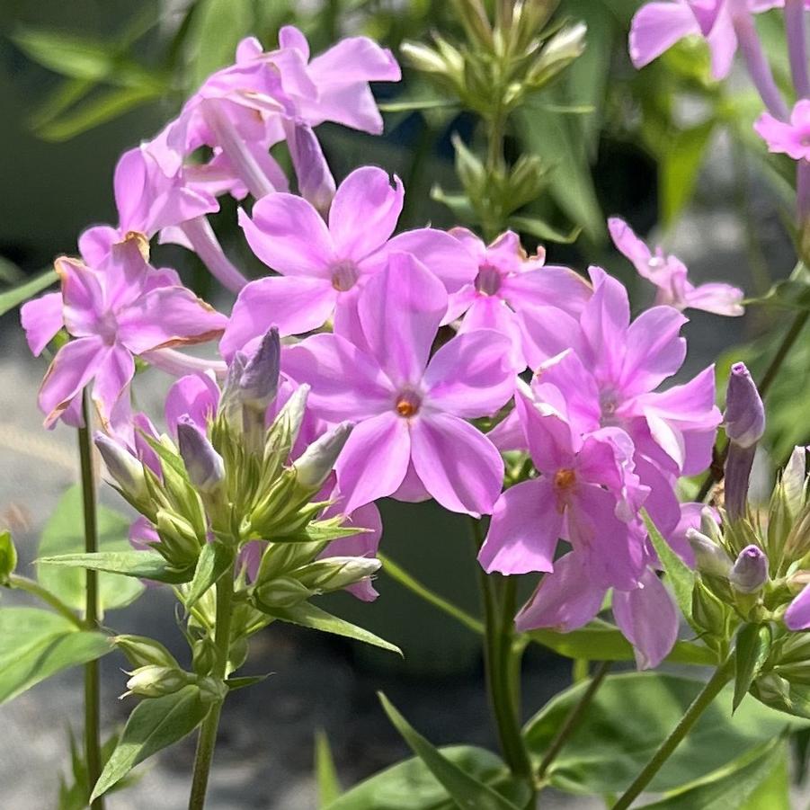 Phlox carolina ssp. carolina 'Kim'