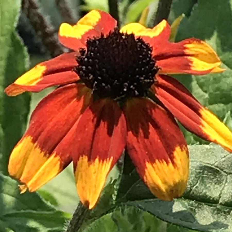 Rudbeckia triloba 'Prairie Glow'