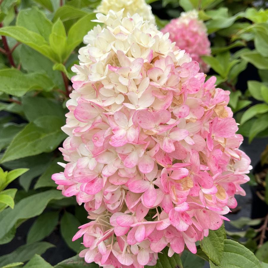 Hydrangea paniculata Sweet Starlight™