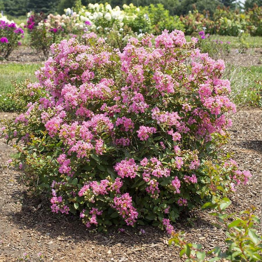 Lagerstroemia indica Bellini® Guava