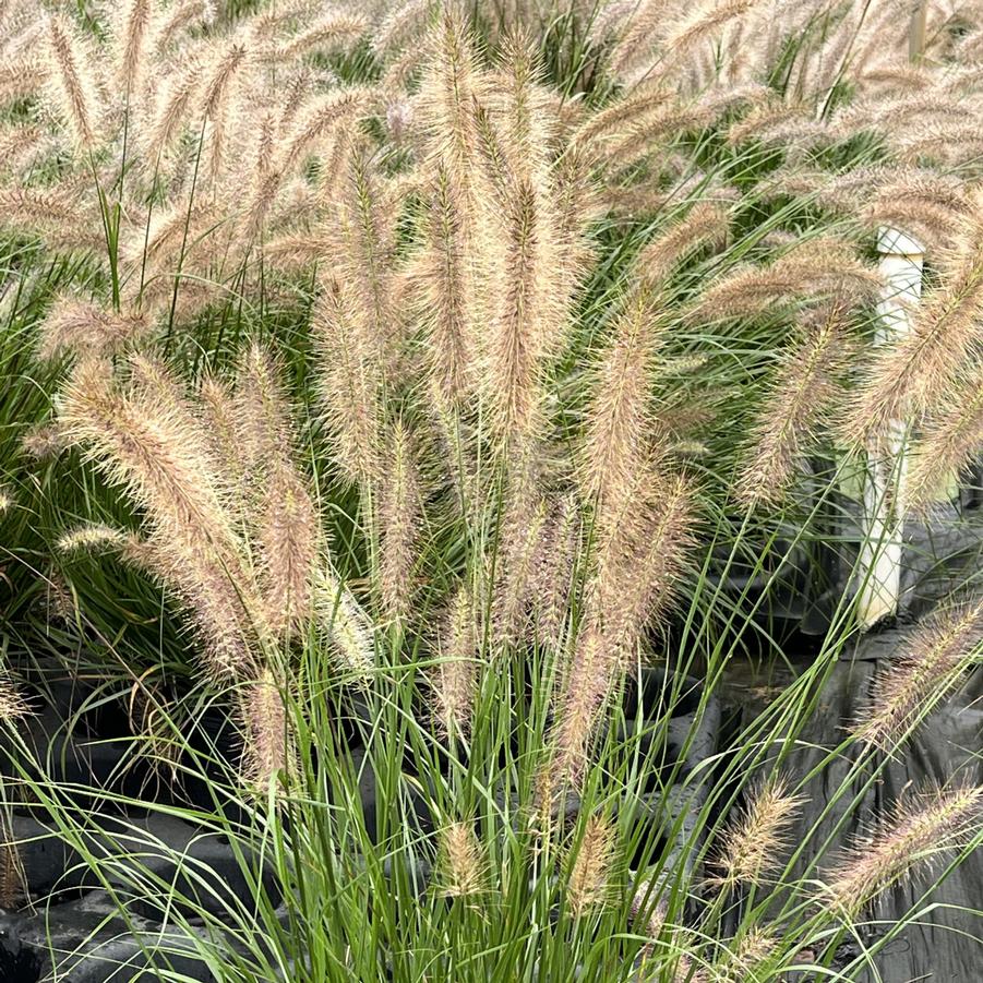 Pennisetum alopecuroides WorryFree Etouffee™