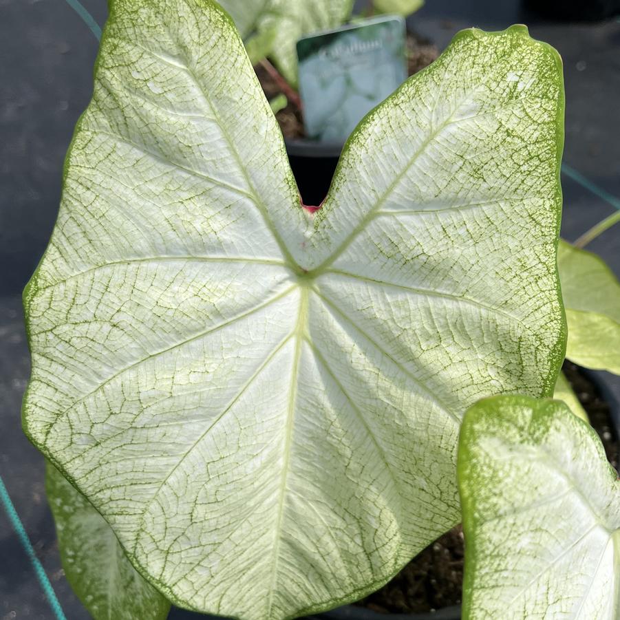 Caladium Florida Moonlight