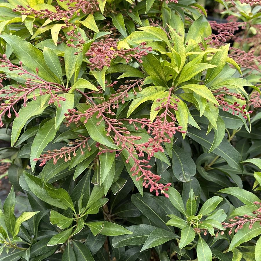 Pieris japonica Glowing Hearts™