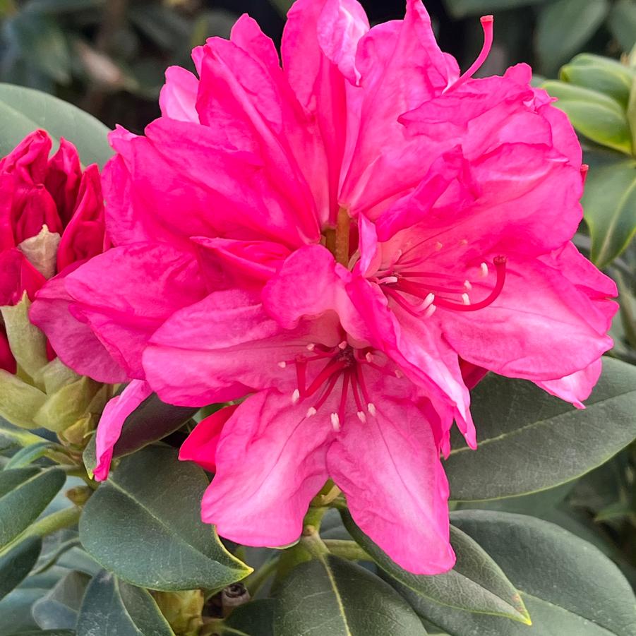 Rhododendron Holden's Fuschia