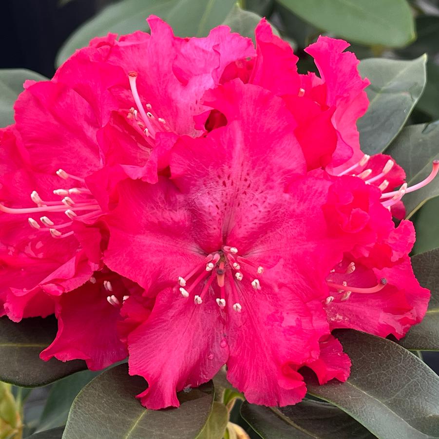 Rhododendron Holden's Red