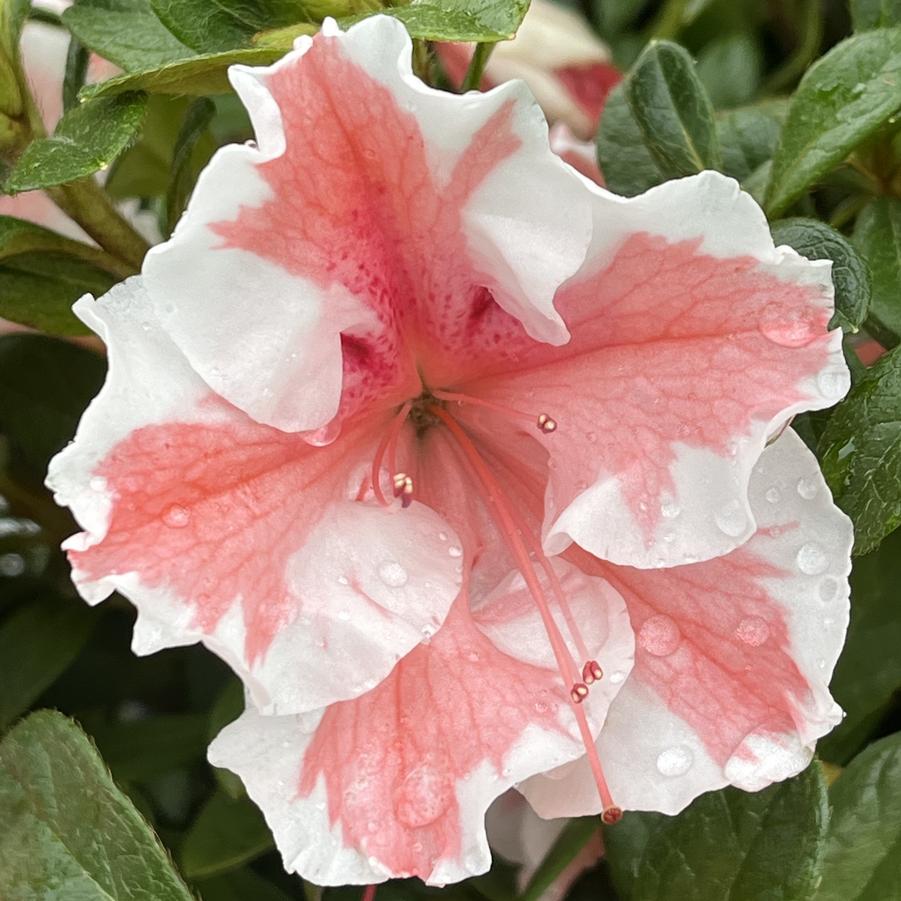 Azalea Encore® Autumn Starburst®