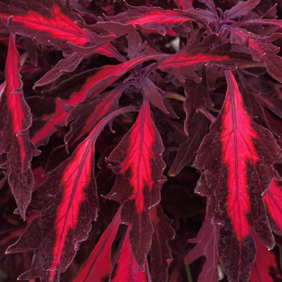 Coleus FlameThrower™ Adobo Pink