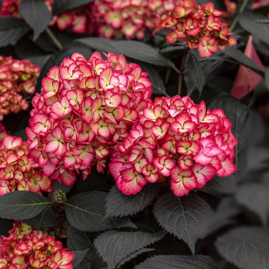 Hydrangea macrophylla Eclipse®