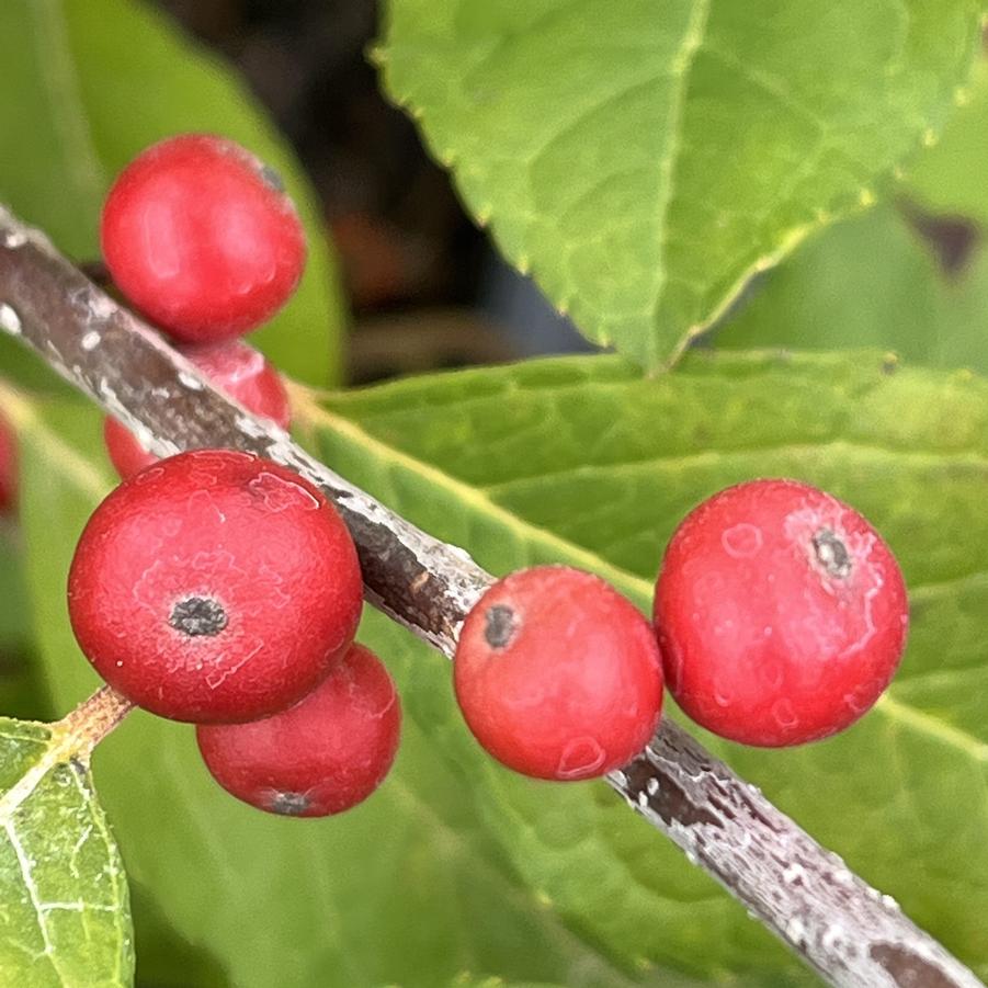 Ilex verticillata Wildfire™