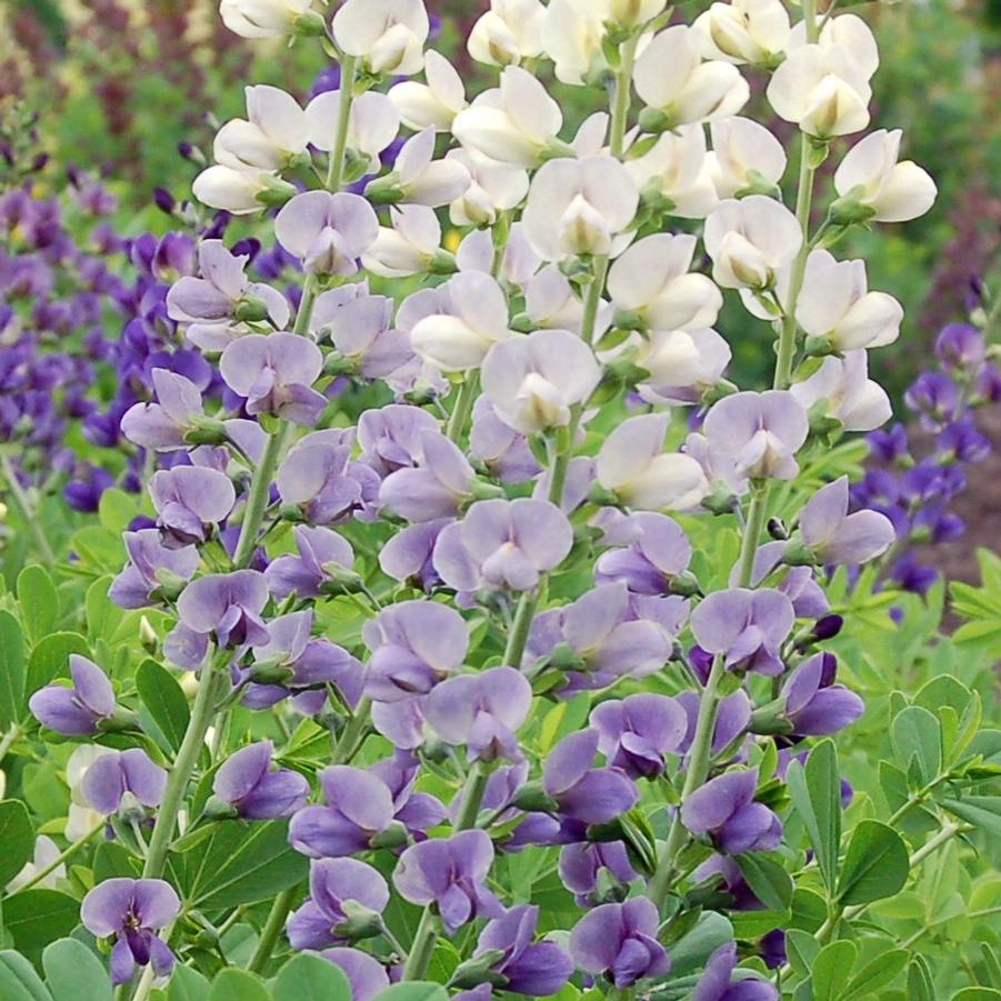 Baptisia Lunar Eclipse