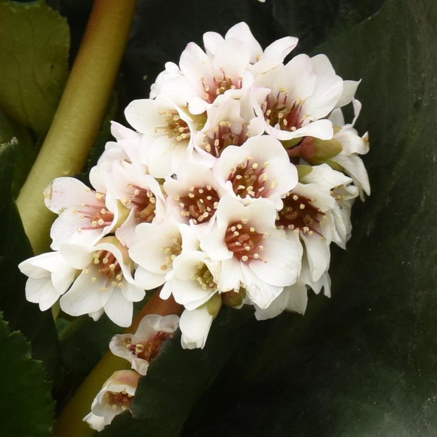 Bergenia Happily Ever After