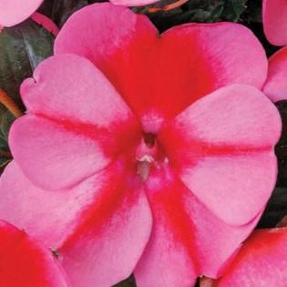 Impatiens SunPatiens® Compact Red Candy