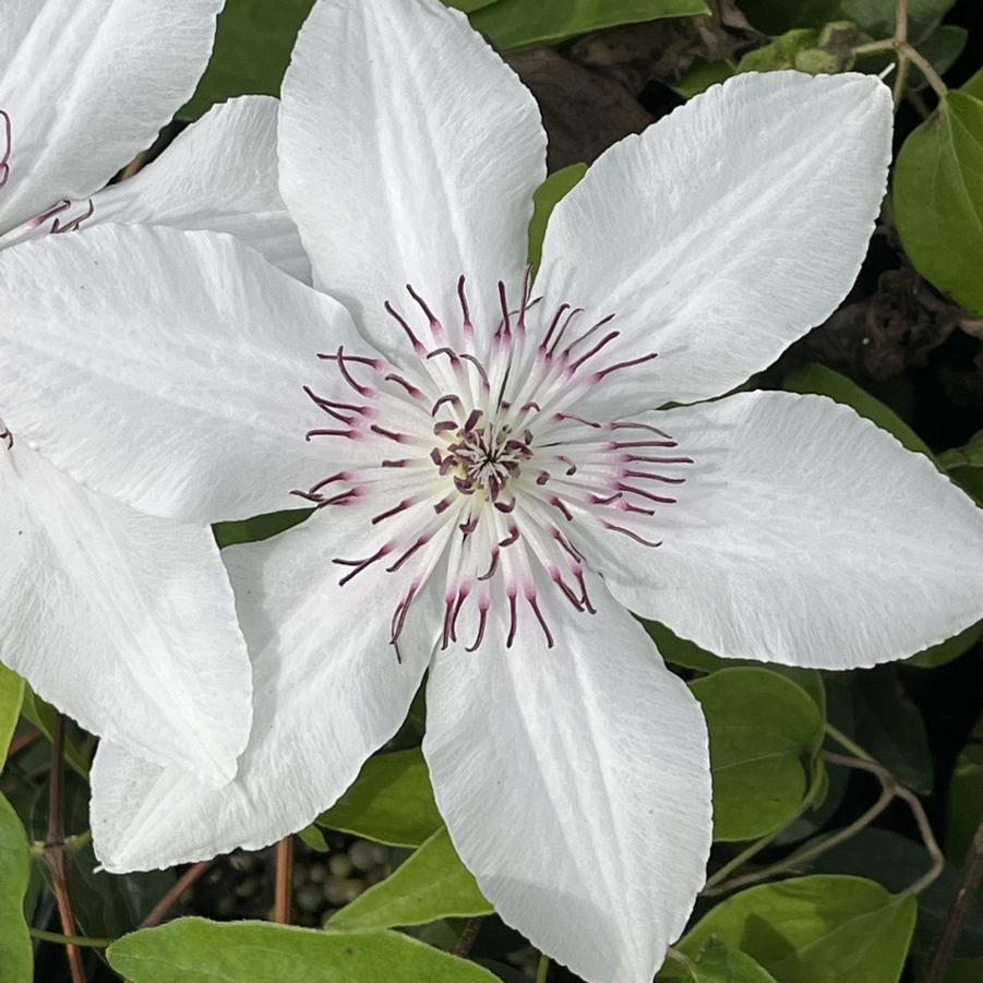 Clematis The Countess of Wessex