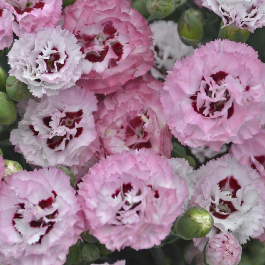 Dianthus Apple Blossom Burst