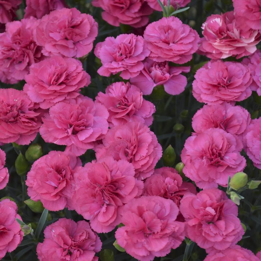 Dianthus Double Bubble