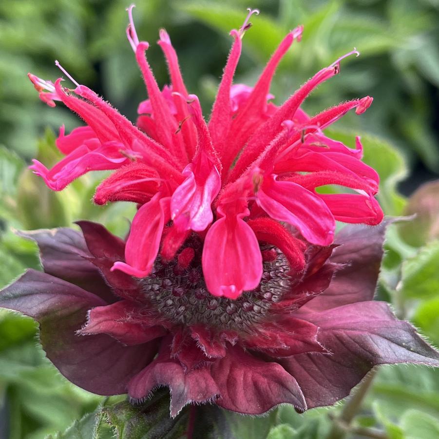 Monarda Bee You® Bee-Happy™