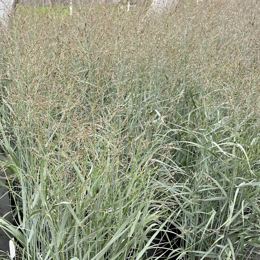 Panicum virgatum Prairie Dog